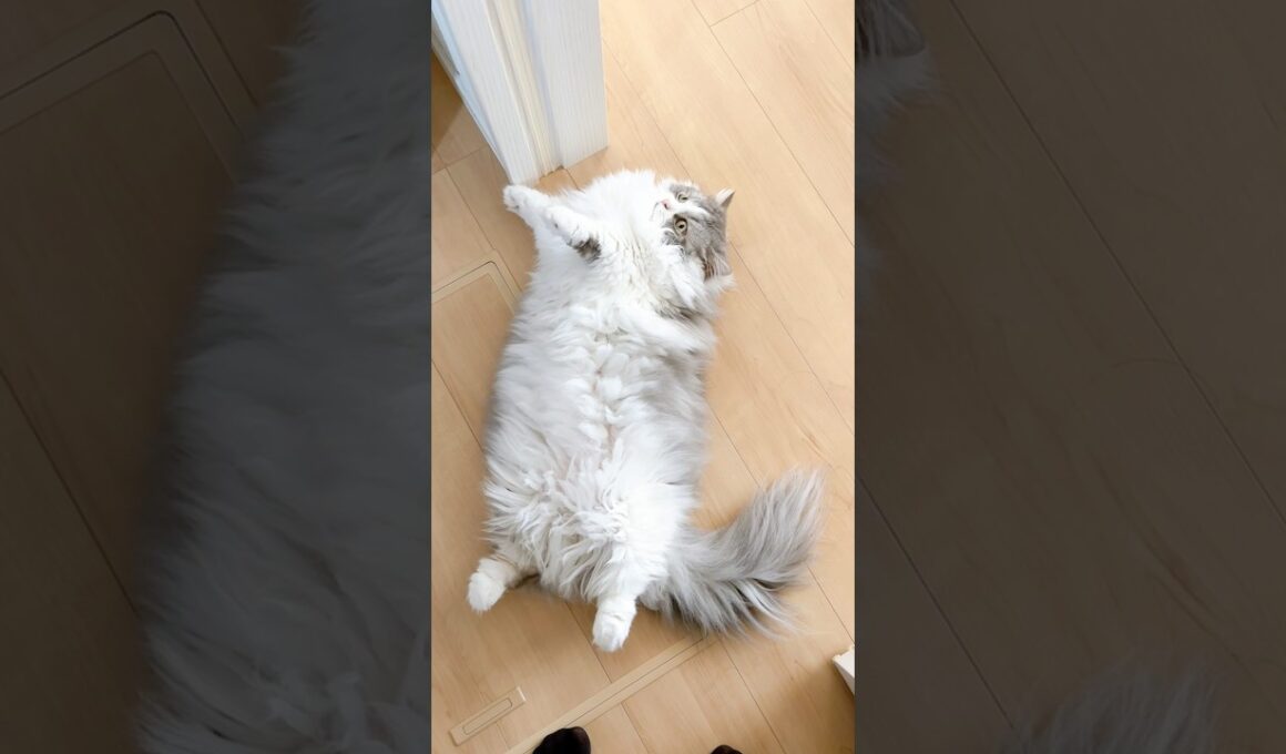 無防備にへそ天する大吉🤭 #猫 #ねこ #マンチカン