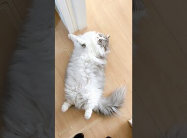 無防備にへそ天する大吉🤭 #猫 #ねこ #マンチカン