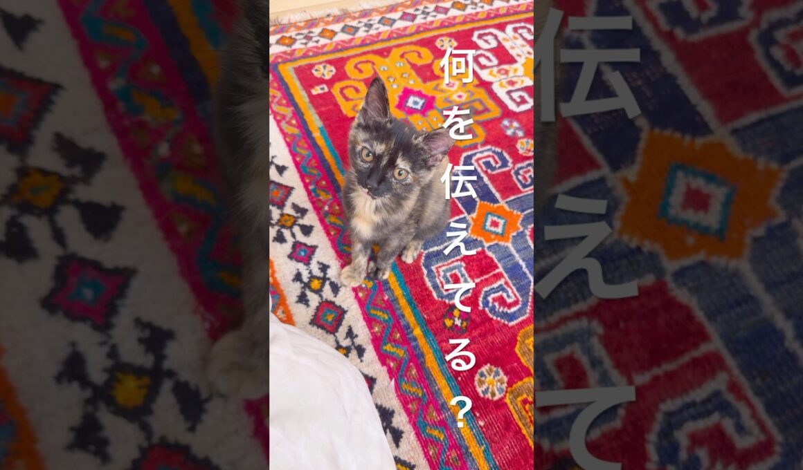 眠いのをお知らせにきた新入り子猫が可愛すぎる#保護猫 #サビ猫あんず #子猫 #kitten #catlovers #cute