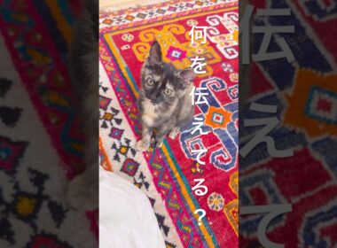 眠いのをお知らせにきた新入り子猫が可愛すぎる#保護猫 #サビ猫あんず #子猫 #kitten #catlovers #cute