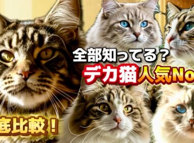 【デカ猫No.1】メインクーンだけじゃない！大型猫5種を比較してわかる真実｜サイベリアン／メインクーン／ノルウェージャン／ラグドール／ラガマフィン