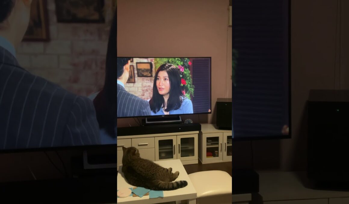 ♥チーノの日常【😺Netflixを楽しむドラマ好きハーミ…】イギリスから渡航滞在中のスコティッシュ女の子2歳ハーミとホワイトヒマラヤン14歳のチーノ　#テレビをみる猫　派遣の品格　猫好き　癒し