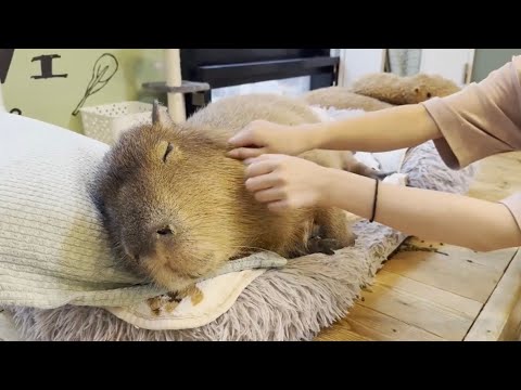 日本初！カピバラと猫が一緒に遊べるカフェ🐈可愛さ100倍だった｜カピ猫カフェ原宿店|竹下通り|吉祥寺店