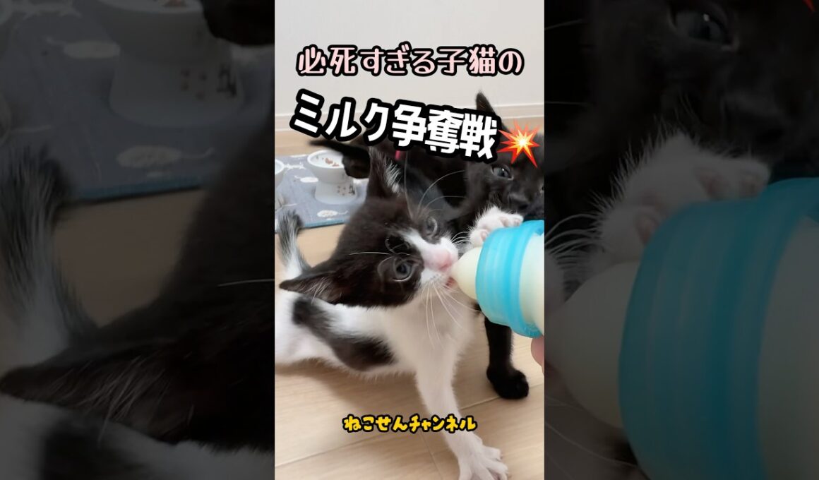 修羅場すぎる🤣子猫ミルクバトル💥🐱🍼 | ねこせん