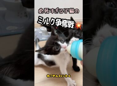 修羅場すぎる🤣子猫ミルクバトル💥🐱🍼 | ねこせん