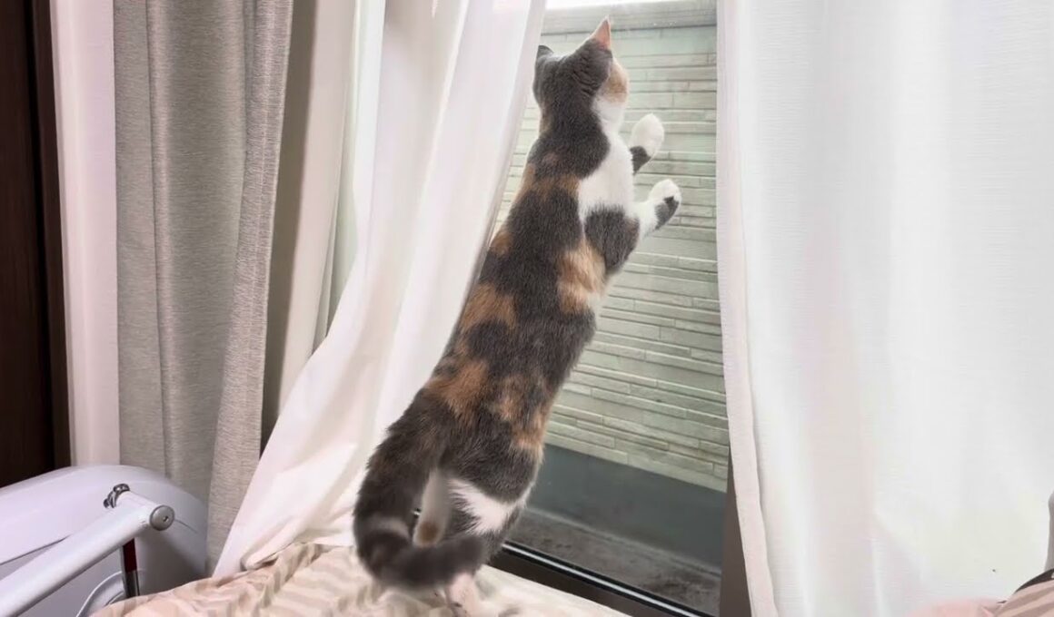 子猫が雨を見ると…(マンチカン編)