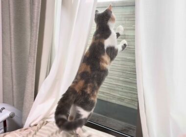 子猫が雨を見ると…(マンチカン編)