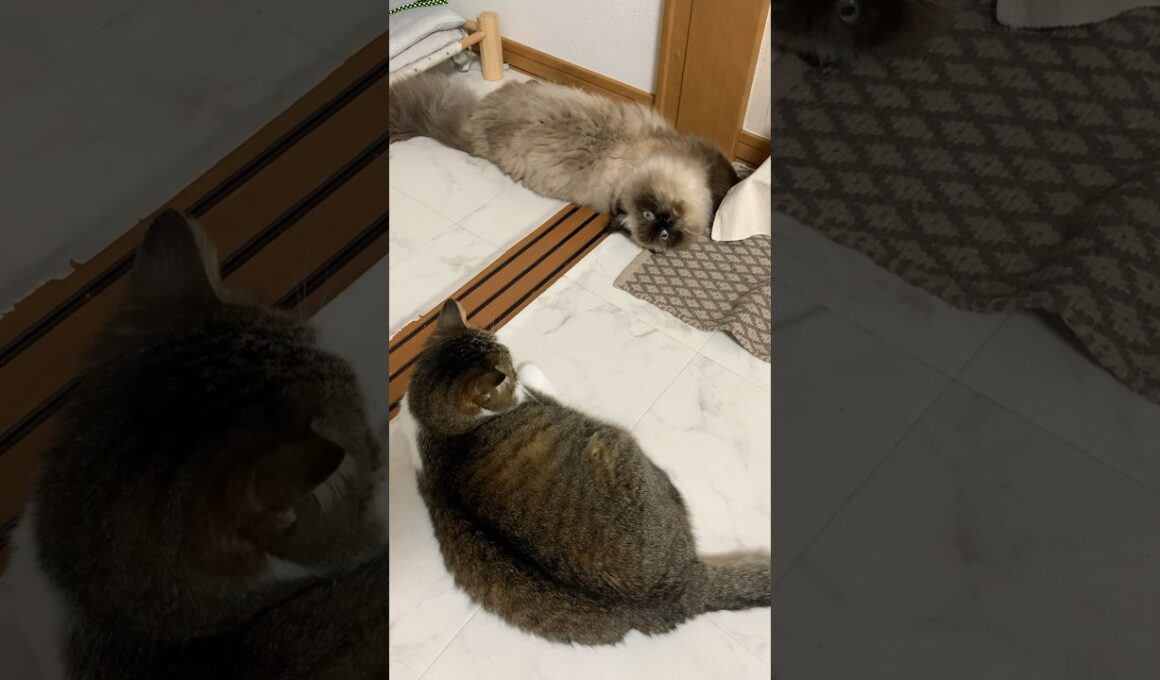 でーん #猫 #保護猫 #ヒマラヤン #猫のいる生活 #猫のいる暮らし #shorts