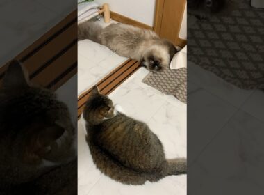 でーん #猫 #保護猫 #ヒマラヤン #猫のいる生活 #猫のいる暮らし #shorts