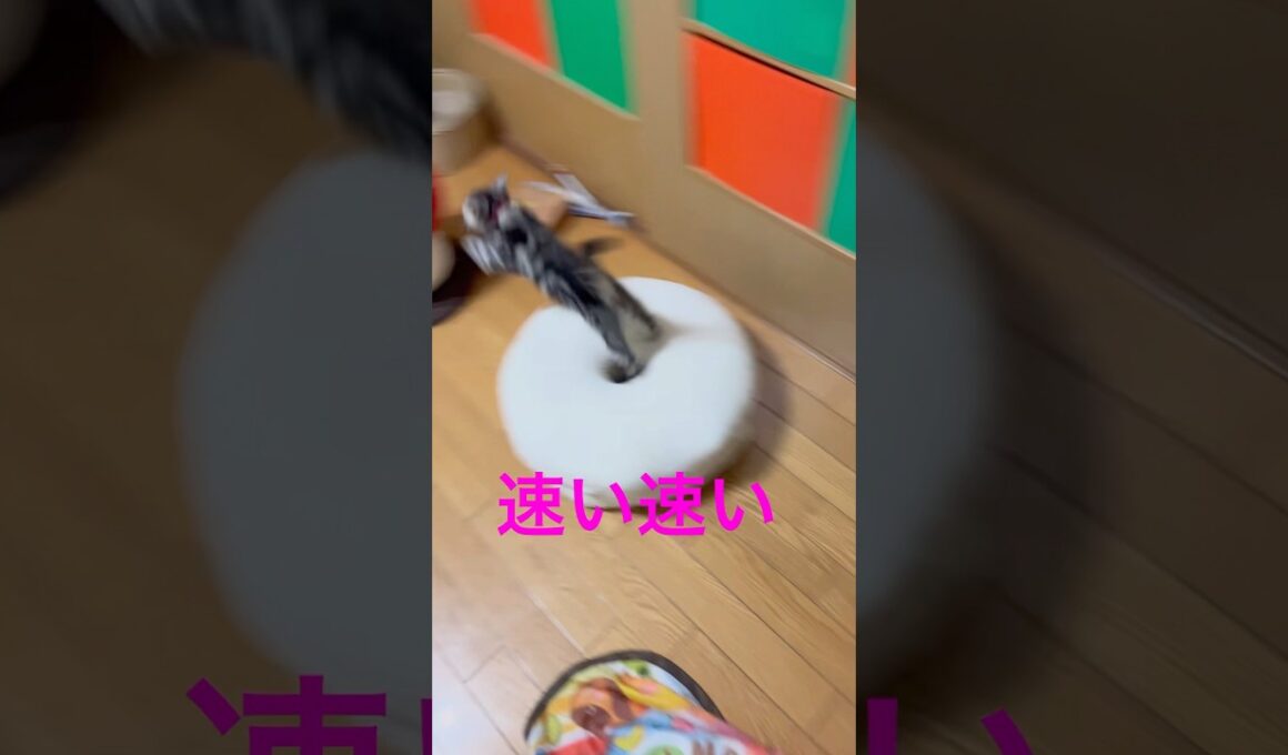 ジャンプして走るのが速い！#アメリカンショートヘア#アメショ#子猫#猫の日常#cat#cats