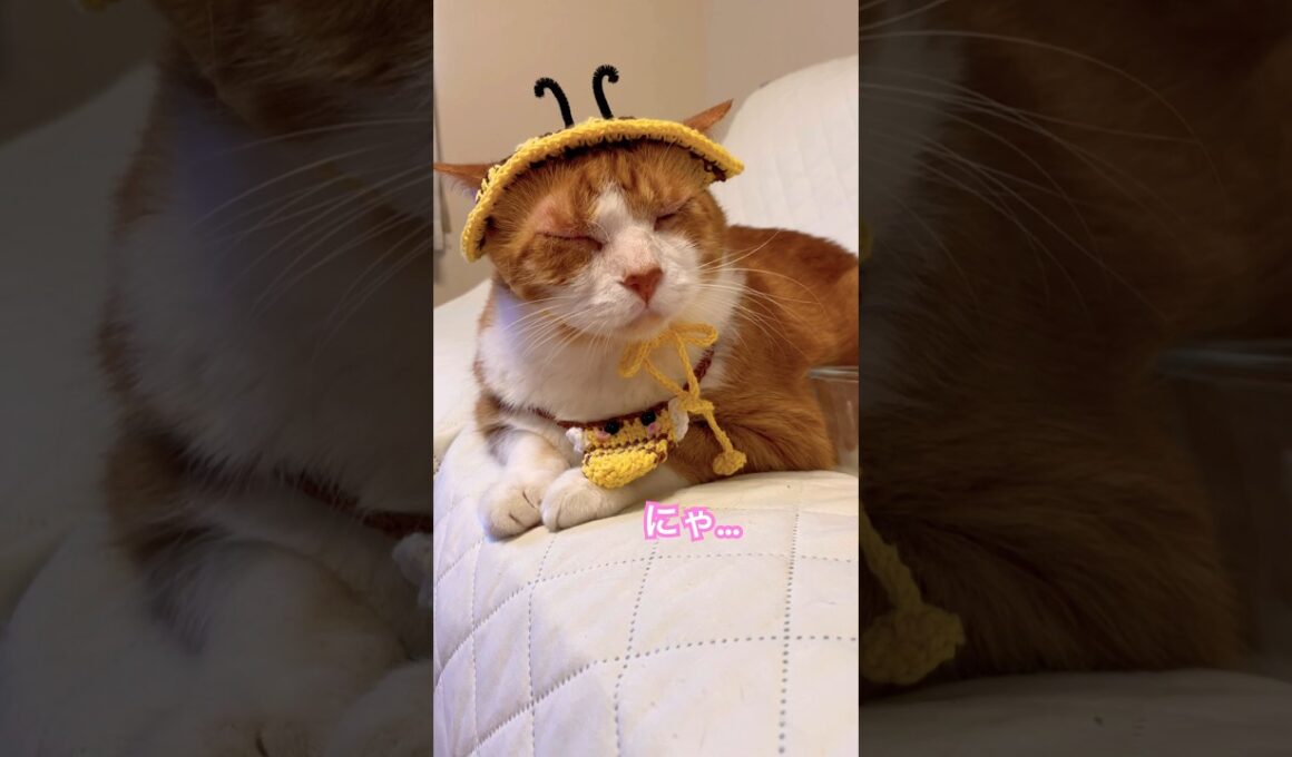 こうして知り合いを増やしている猫がいるんですね #ラバーガールショートコント#cat #shorts