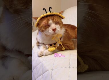 こうして知り合いを増やしている猫がいるんですね #ラバーガールショートコント#cat #shorts