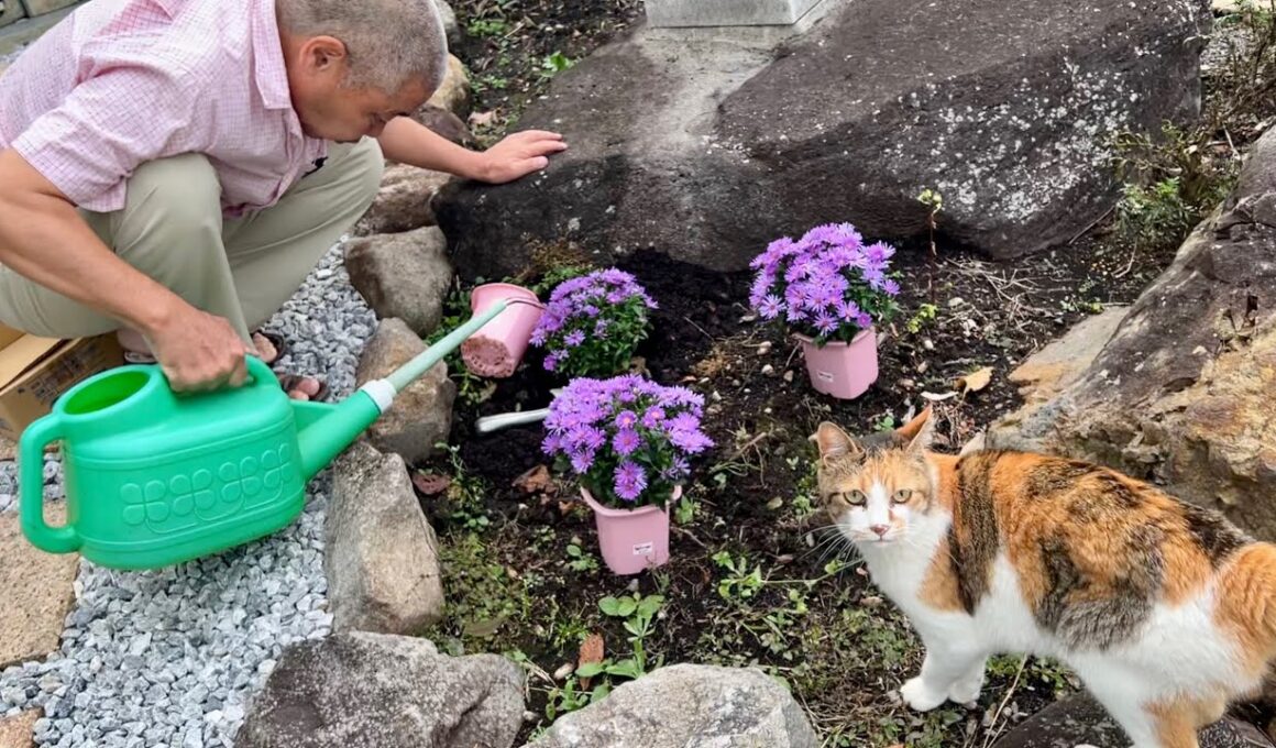 猫塚にひーちゃんぽいお花を植えに行ったよ！