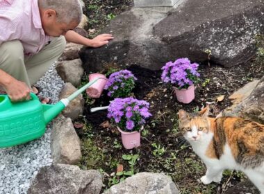 猫塚にひーちゃんぽいお花を植えに行ったよ！
