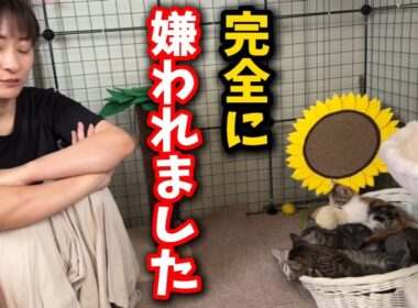 子猫たちから完全に嫌われた蠍座の女