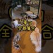 これが何度も破壊されたおもちゃです😽 #shorts