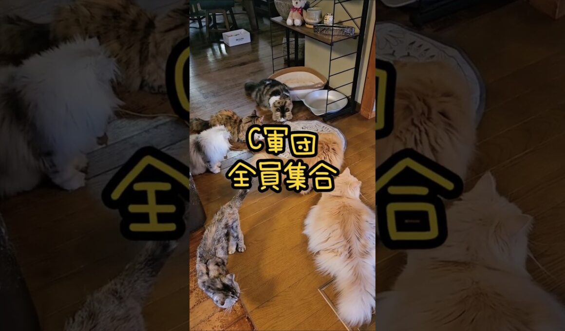 これが何度も破壊されたおもちゃです😽 #shorts