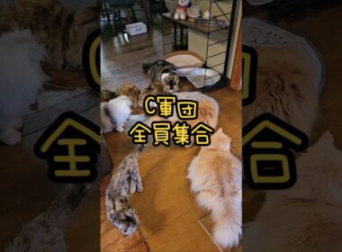 これが何度も破壊されたおもちゃです😽 #shorts