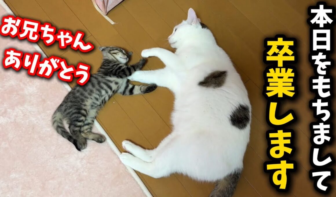 体調不良が続いた子猫たちが卒業いたしました