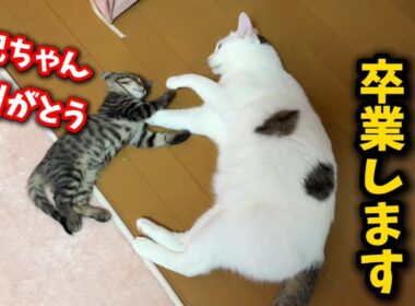 体調不良が続いた子猫たちが卒業いたしました