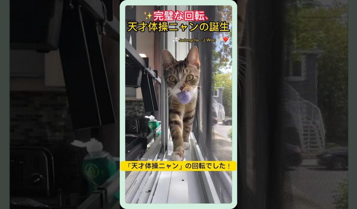 ｜ニヤリペット｜天才体操ニャン、完璧な回転でボールを救出！🐾💫 思わず拍手したくなる瞬間✨