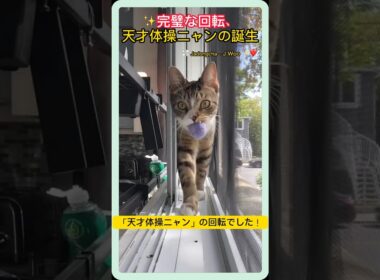｜ニヤリペット｜天才体操ニャン、完璧な回転でボールを救出！🐾💫 思わず拍手したくなる瞬間✨
