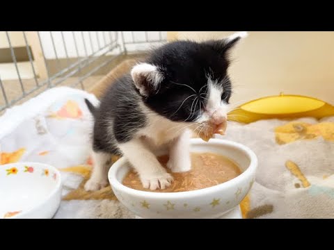 豪快に食べる子猫