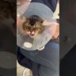 アメリカンカールの爽くんとミヌエットのエイトちゃんが来てくれました　京都市南区　ペットサロンみぃ〜