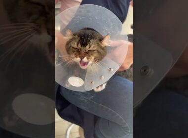 アメリカンカールの爽くんとミヌエットのエイトちゃんが来てくれました　京都市南区　ペットサロンみぃ〜