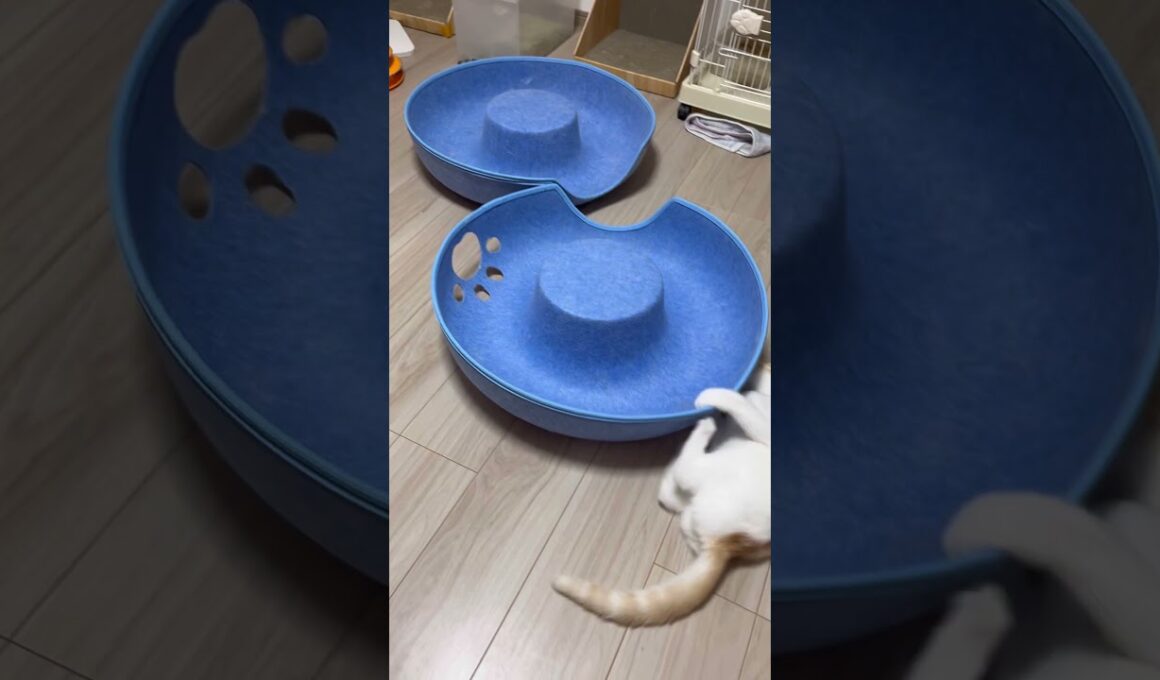 元気な子猫＃shorts＃スコティッシュフォールド＃子猫#猫のいる暮らし