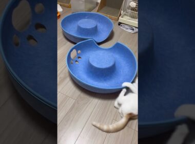 元気な子猫＃shorts＃スコティッシュフォールド＃子猫#猫のいる暮らし