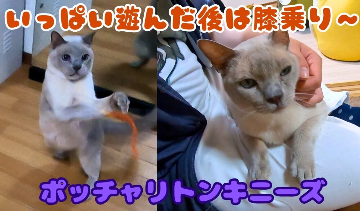 多頭飼育崩壊から来たトンキニーズはお昼寝中 急に暴れ回った後は膝乗りの癒し（保護猫カフェキャットスペース）中崎町Tonkinese from Animal Hoarding