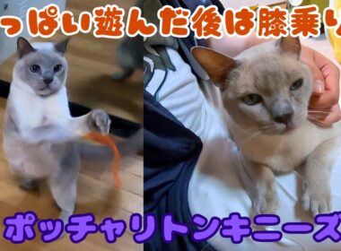 多頭飼育崩壊から来たトンキニーズはお昼寝中 急に暴れ回った後は膝乗りの癒し（保護猫カフェキャットスペース）中崎町Tonkinese from Animal Hoarding