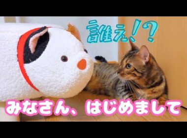 【にゃにこれぇ!?】新しい家族🐱が増えました!(?)