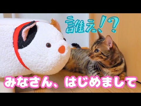 【にゃにこれぇ!?】新しい家族🐱が増えました!(?)