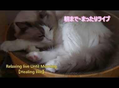 ラグドールの朝まで癒し無人配信㉞【ループ】#cat#癒し