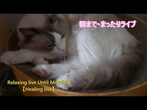 ラグドールの朝まで癒し無人配信㉞【ループ】#cat#癒し