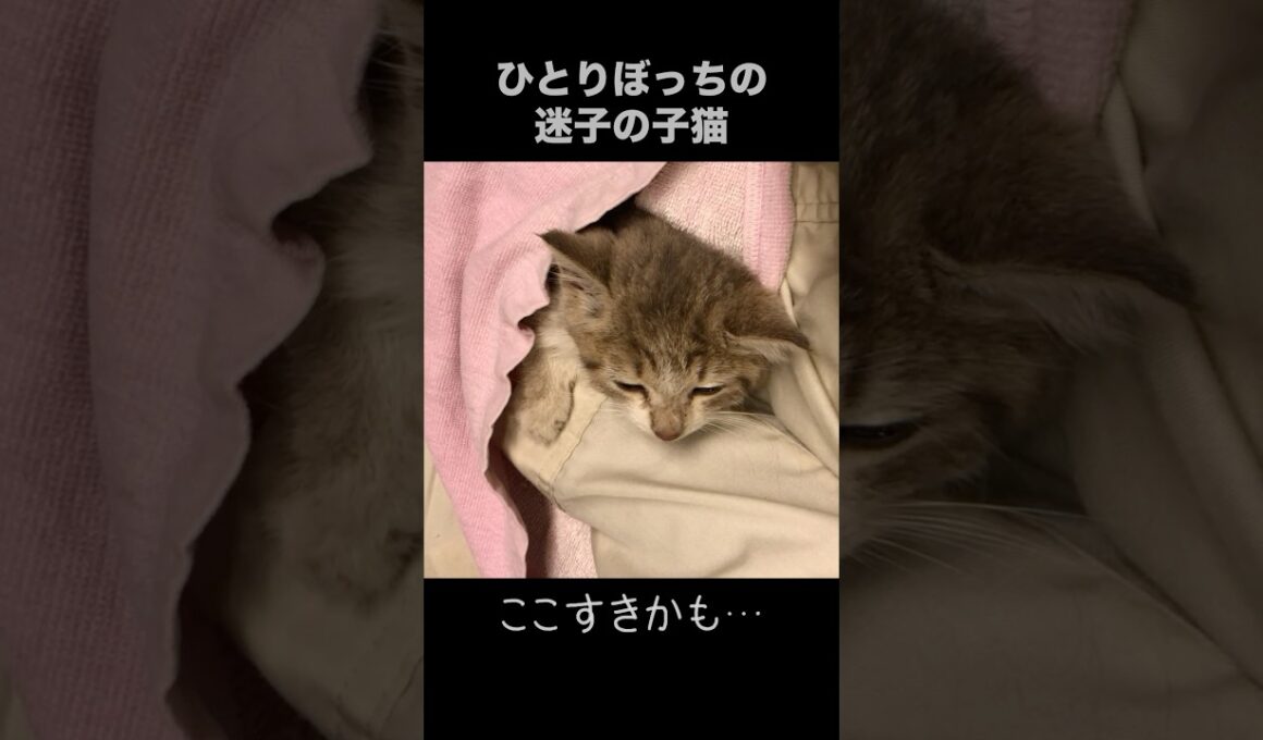 ひとりぼっちの子猫の気持ち編#shorts