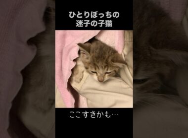 ひとりぼっちの子猫の気持ち編#shorts