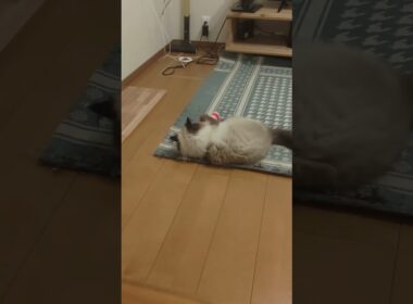 ひとり遊び（激しめ）#ヒマラヤン #ねこ　#猫　 #cat 　#けりけり　#猫のいる暮らし
