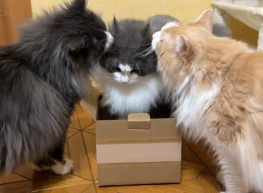 【挑戦‼︎】とにかくなんでもやってみる！！！挑戦し続けるもふ猫たち♡ノルウェージャンフォレストキャットとターキッシュアンゴラ