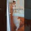 メインクーンがいる日常 #メインクーン #猫 #猫のいる暮らし#cat #mainecoon #catlover​  #catshorts​ #cute​ #cutecat​ #fyp​