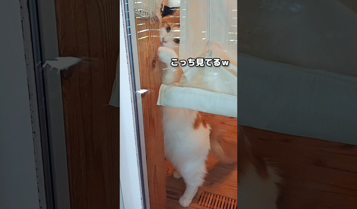 メインクーンがいる日常 #メインクーン #猫 #猫のいる暮らし#cat #mainecoon #catlover​  #catshorts​ #cute​ #cutecat​ #fyp​