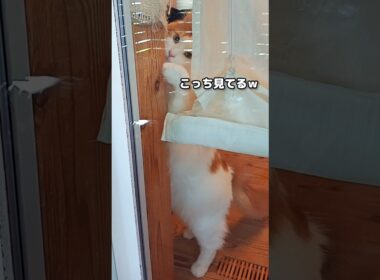 メインクーンがいる日常 #メインクーン #猫 #猫のいる暮らし#cat #mainecoon #catlover​  #catshorts​ #cute​ #cutecat​ #fyp​