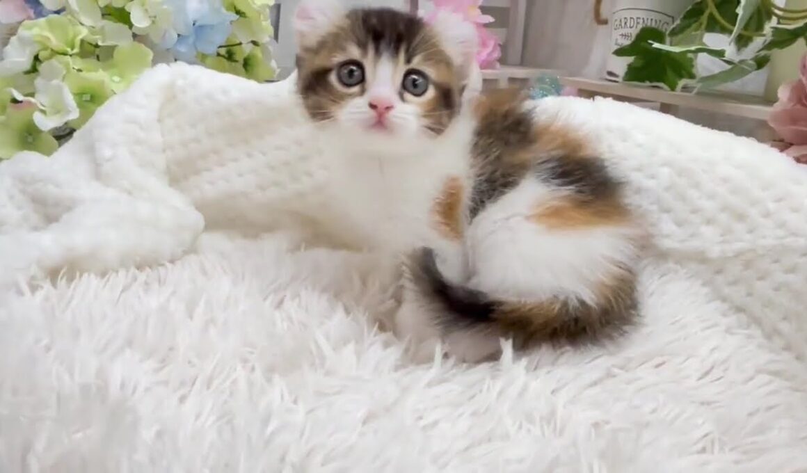 アメリカンカール　女の子