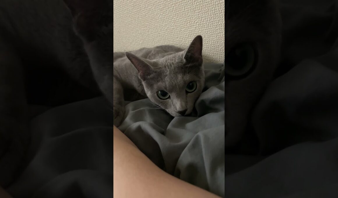 #ロシアンブルー #cat #猫のいる暮らし