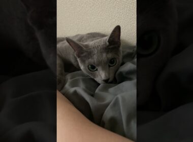 #ロシアンブルー #cat #猫のいる暮らし