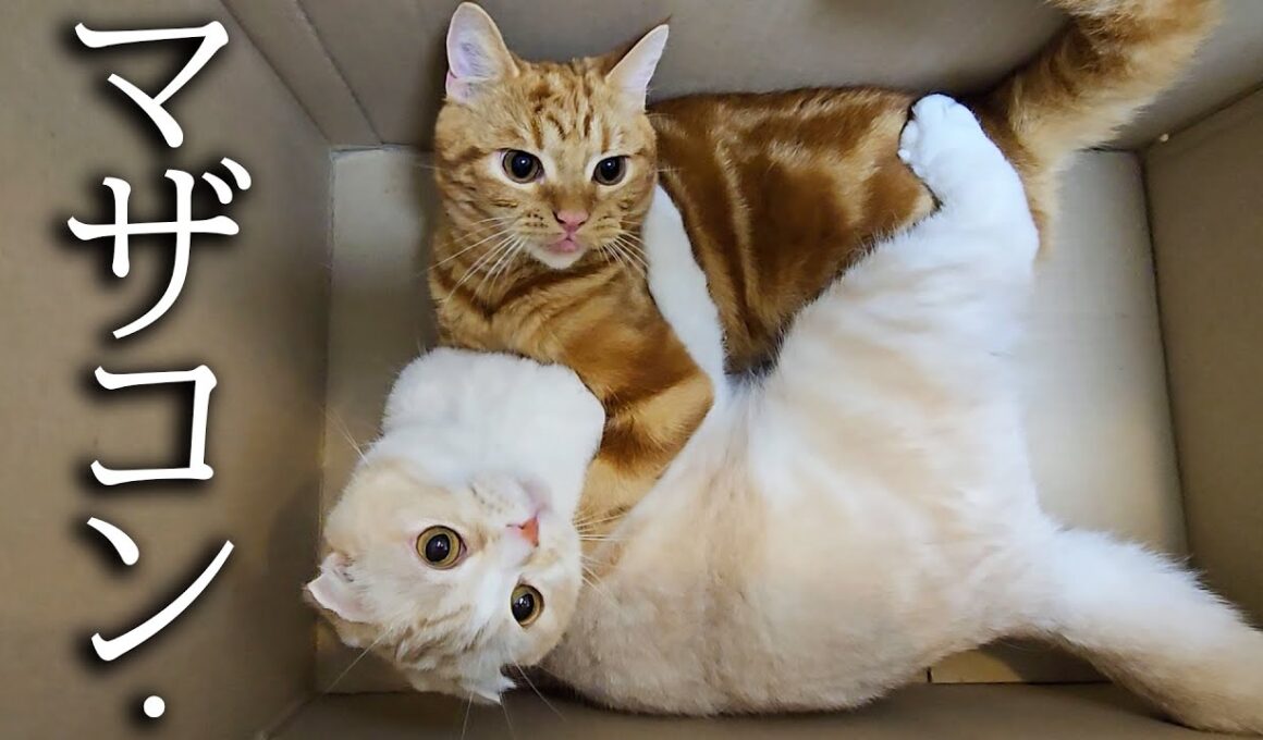 甘えん坊の子猫と母猫がこっそり抱き合っていた結果...