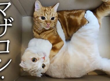 甘えん坊の子猫と母猫がこっそり抱き合っていた結果...