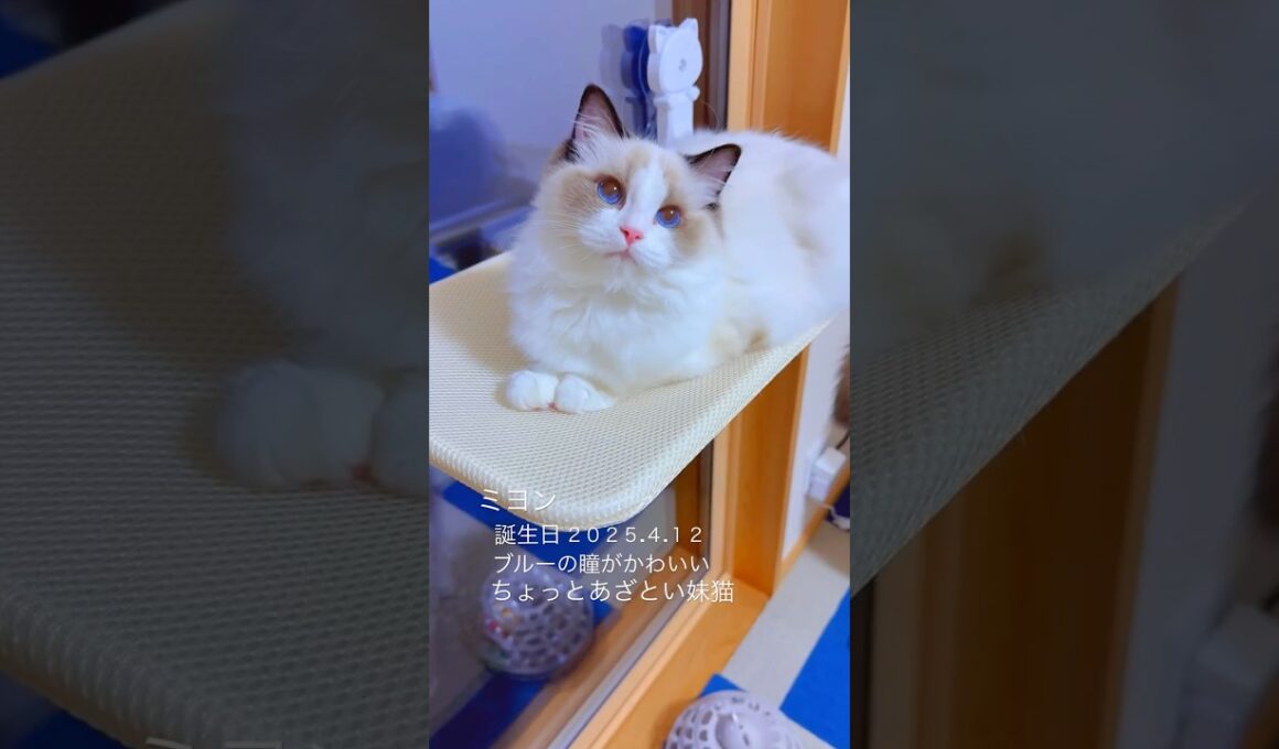 わたしはミヨン🌈とってもかわいい妹です💕💕　#ラグドール #子猫 #ragdollcat #kitten